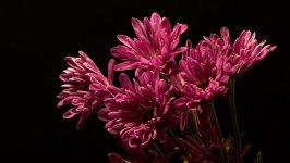Desktop wallpaper. Flowers. ID:124389