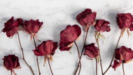 Desktop wallpaper. Flowers. ID:124555