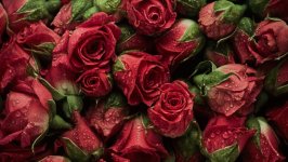 Desktop wallpaper. Flowers. ID:124747