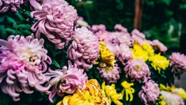 Desktop wallpaper. Flowers. ID:125044