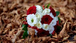 Desktop wallpaper. Flowers. ID:125123