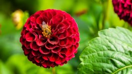 Desktop wallpaper. Flowers. ID:125154