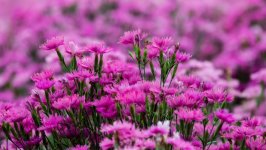 Desktop wallpaper. Flowers. ID:125315