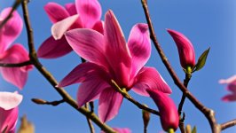 Desktop wallpaper. Flowers. ID:125381