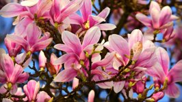 Desktop wallpaper. Flowers. ID:125382