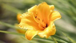 Desktop wallpaper. Flowers. ID:125423