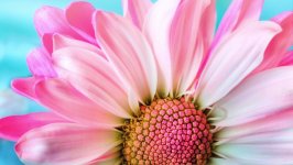 Desktop wallpaper. Flowers. ID:132086