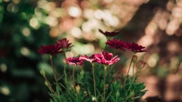 Desktop wallpaper. Flowers. ID:125750
