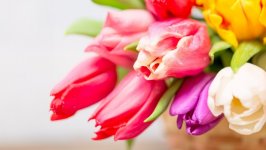 Desktop wallpaper. Flowers. ID:125842