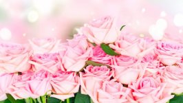Desktop wallpaper. Flowers. ID:125848