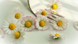 Desktop wallpaper. Flowers. ID:125977