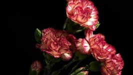 Desktop wallpaper. Flowers. ID:126032