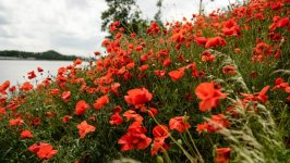 Desktop wallpaper. Flowers. ID:126033