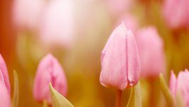 Desktop wallpaper. Flowers. ID:126089