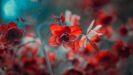 Desktop wallpaper. Flowers. ID:126125