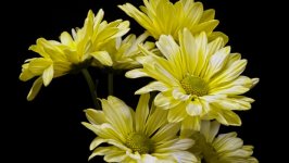 Desktop wallpaper. Flowers. ID:126130