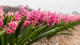 Desktop wallpaper. Flowers. ID:127001