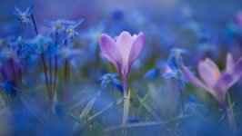 Desktop wallpaper. Flowers. ID:127197