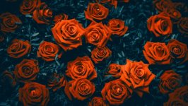 Desktop wallpaper. Flowers. ID:127204