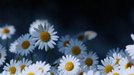 Desktop image. Flowers. ID:127220