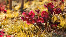 Desktop image. Flowers. ID:127226