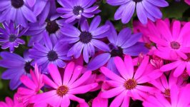 Desktop image. Flowers. ID:127537