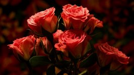 Desktop image. Flowers. ID:128138