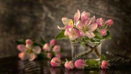Desktop image. Flowers. ID:128178