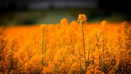 Desktop image. Flowers. ID:128395