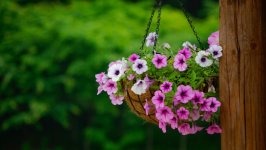 Desktop image. Flowers. ID:128548