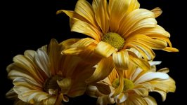 Desktop wallpaper. Flowers. ID:128726