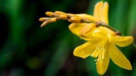 Desktop wallpaper. Flowers. ID:128749