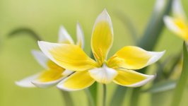 Desktop wallpaper. Flowers. ID:128885