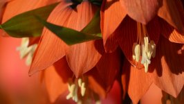 Desktop wallpaper. Flowers. ID:128971