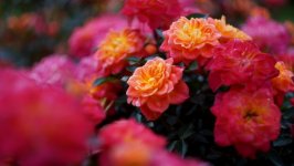 Desktop wallpaper. Flowers. ID:129000