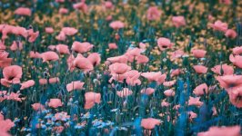 Desktop wallpaper. Flowers. ID:129091