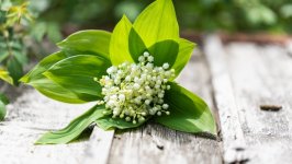 Desktop wallpaper. Flowers. ID:129196