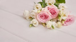 Desktop wallpaper. Flowers. ID:129198