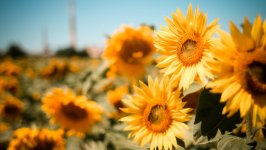 Desktop image. Flowers. ID:129521
