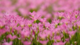 Desktop image. Flowers. ID:129661