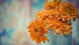 Desktop image. Flowers. ID:129788