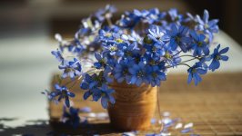 Desktop image. Flowers. ID:129997