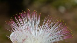 Desktop image. Flowers. ID:130197