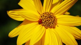 Desktop image. Flowers. ID:130198