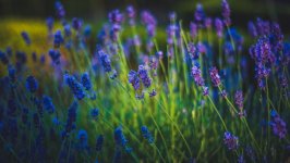 Desktop image. Flowers. ID:130259