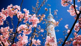 Desktop image. Flowers. ID:130260