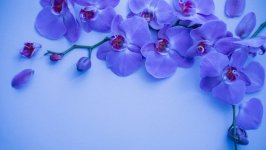Desktop wallpaper. Flowers. ID:130310