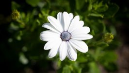 Desktop wallpaper. Flowers. ID:130327