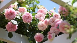 Desktop wallpaper. Flowers. ID:130367