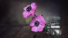 Desktop wallpaper. Flowers. ID:130384